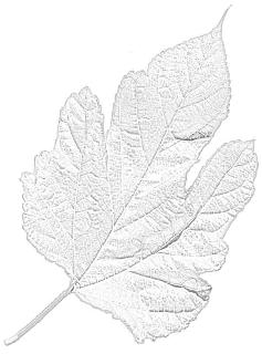 ghost leaf